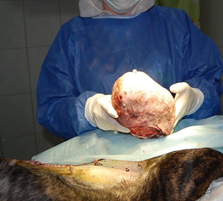 Operacja chirurgiczna u starszego pacjenta