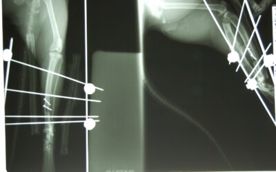 Kot – wieloodłamowe złamanie kości piszczelowej