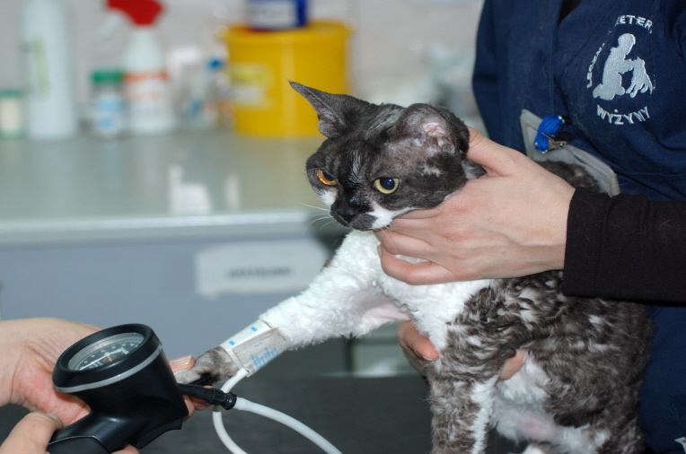 Pomiar ciśnienia tętniczego u kotów i psów