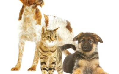 PROMOCJA! Diety i karmy weterynaryjne Royal Canin