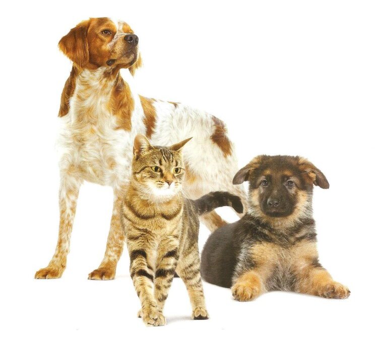 PROMOCJA! Diety i karmy weterynaryjne Royal Canin