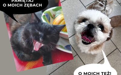 Higiena jamy ustnej u naszych pupili