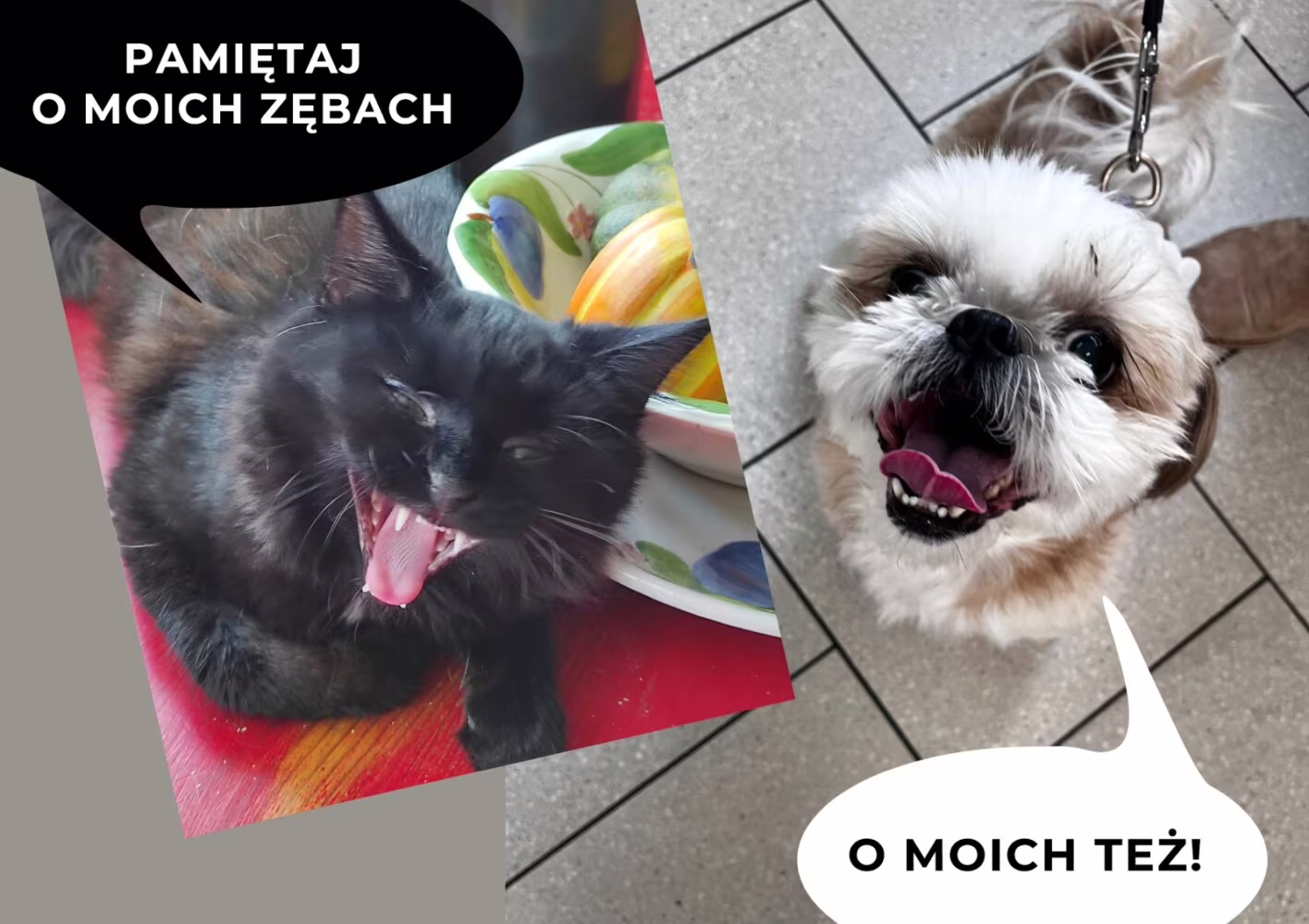 Higiena jamy ustnej u naszych pupili