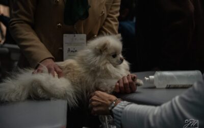 Konferencja oraz warsztaty kardiologiczne