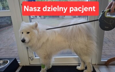 Pojawiły się przypadki leptospirozy