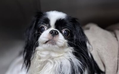 Yuki