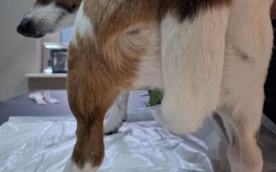 Gruczoły okołoodbytowe – ,,śmierdząca sprawa”