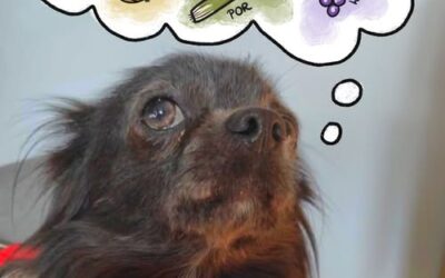 Szkodliwe jedzenie dla psa