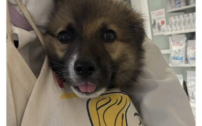 Amber kiedyś i dziś!🐶🐶