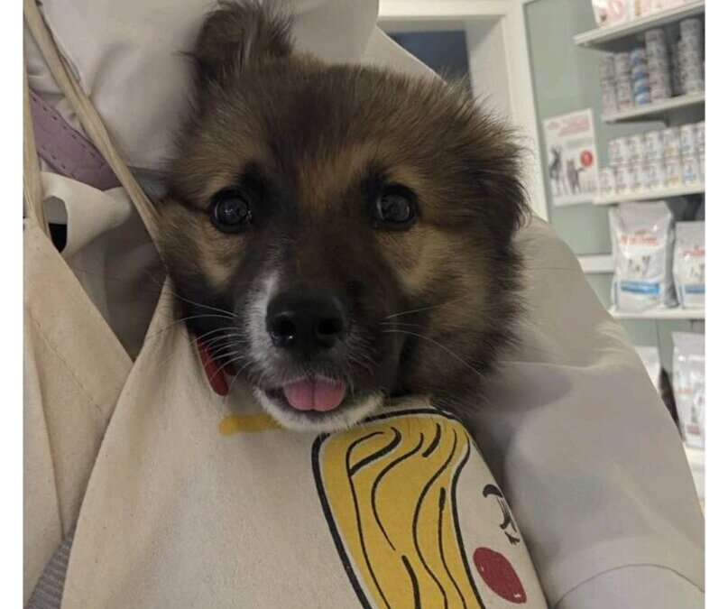 Amber kiedyś i dziś!🐶🐶