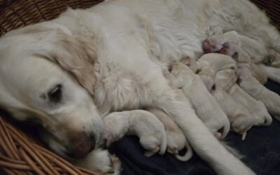Narodziny szczeniąt Golden Retriever w naszej lecznicy!