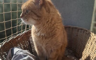 Siatka na balkon