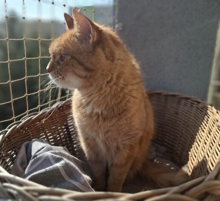 Siatka na balkon