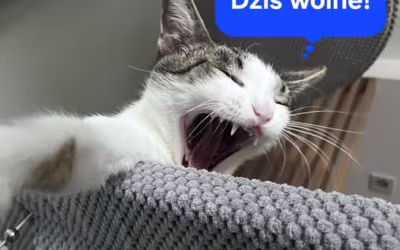 Dziś wolne!