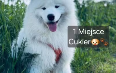 Rozstrzygnięcie naszego konkursu na najfajniejsze zdjęcie pupila!