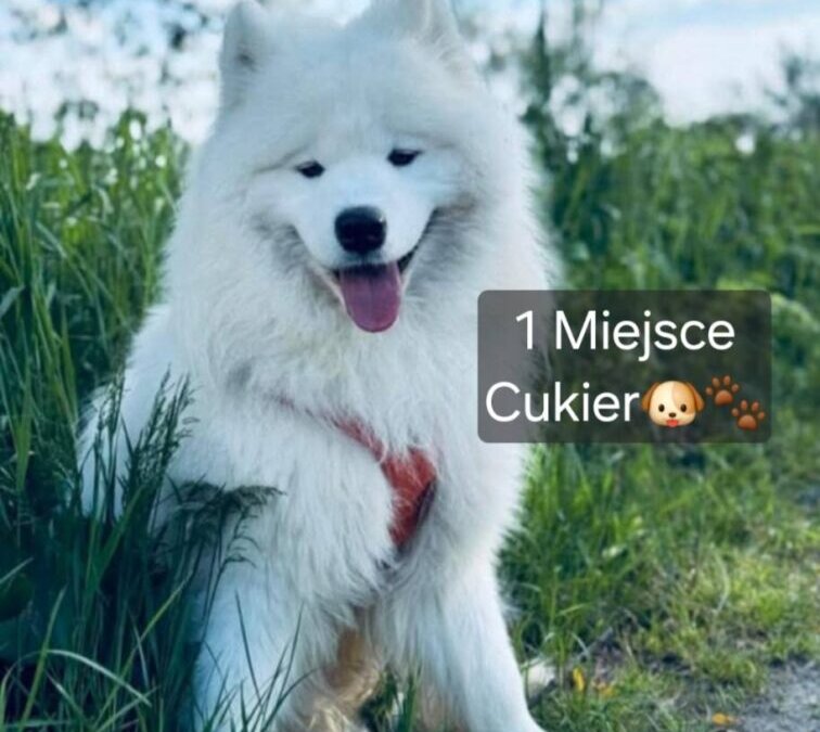Rozstrzygnięcie naszego konkursu na najfajniejsze zdjęcie pupila!