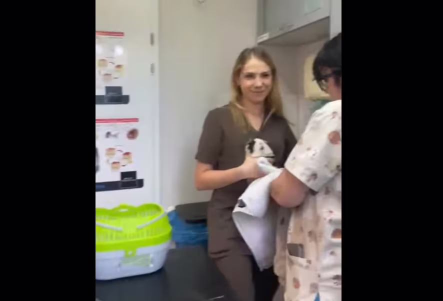 Asysta świnki morskie