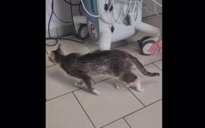 Syndrom uchylonego okna
