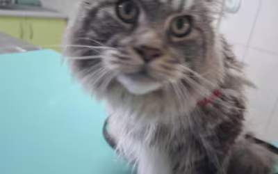 Kardiomiopatia u kotów rasy Maine Coon 🐱