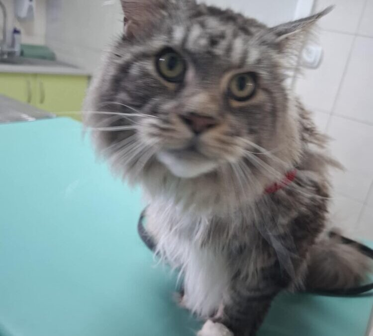 Kardiomiopatia u kotów rasy Maine Coon 🐱
