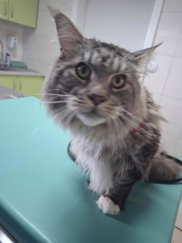 Kardiomiopatia u kotów rasy Maine Coon 🐱