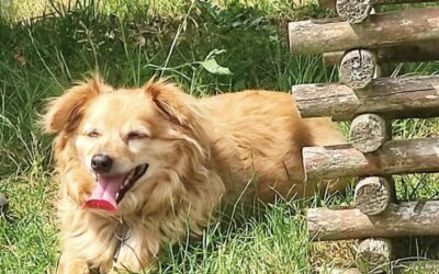 Międzynarodowy Dzień Psa