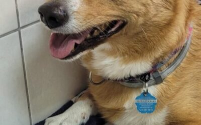 Kleszcze jeszcze atakują