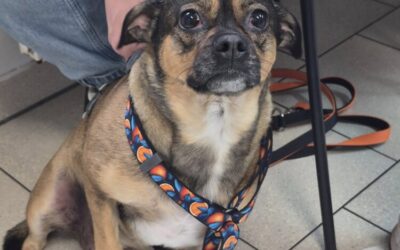 Czekolada nie dla psów