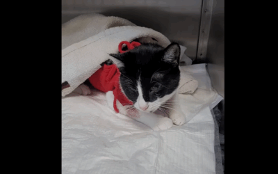 Po zabiegu sterylizacji