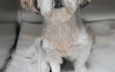 Mastektomia – zabieg usunięcia guzów gruczołu mlekowego