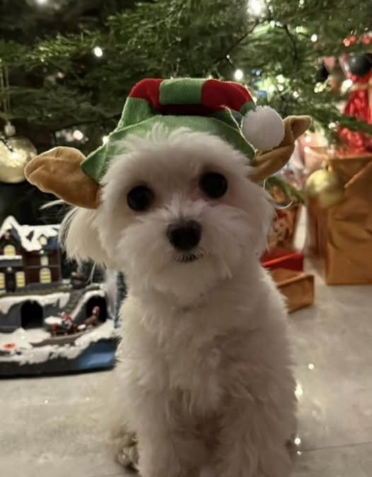 Elf
