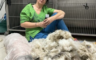 Usługi fryzjerskie w lecznicy