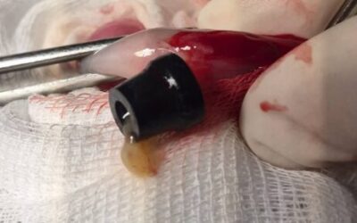 Niespodzianka w kocim brzuszku