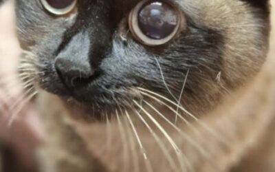 Jak przygotować kota do wizyty u weterynarza?