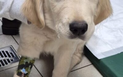 Badanie w kierunku dysplazji