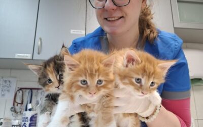 D’Artagnan w Lecznicy