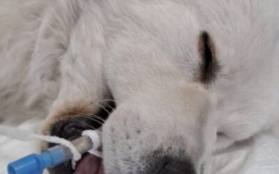 Endoskopowe usuwanie ciał obcych