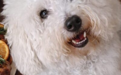 Uwaga na karmienie w czasie świąt