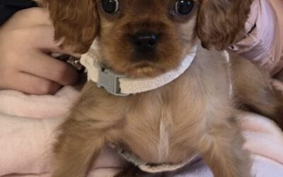 Pierwsza wizyta szczeniaczka u weterynarza