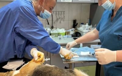 Podanie osocza bogatopłytkowego (PRP)