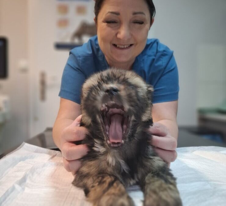 Ratunku!!!