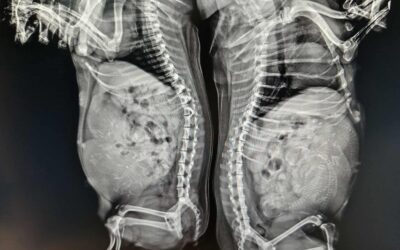 RTG brzuszków dwóch ciężarnych suczek