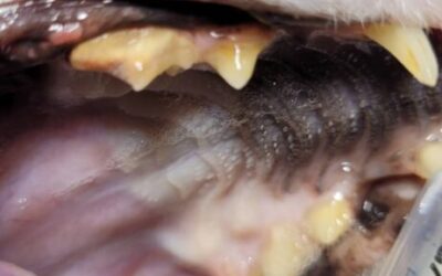 Zapalenie przyzębia u kotów