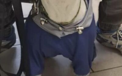 Dlaczego psy marzną