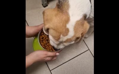 A po badaniu krwi wyżerka!