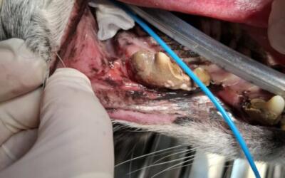 Kamień nazębny u psa