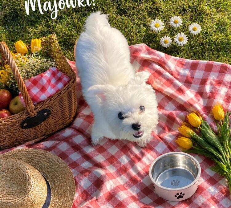 Miłej majówki!