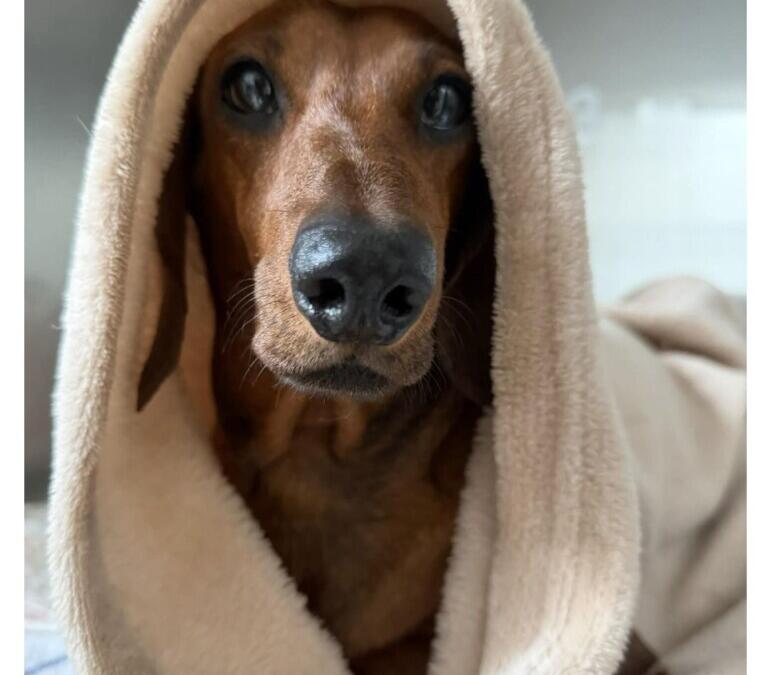 Psie SPA