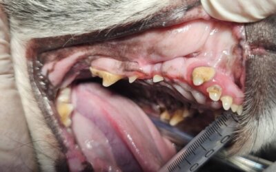Sanacja jamy ustnej