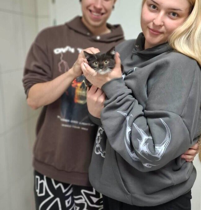 Kociak szuka domu